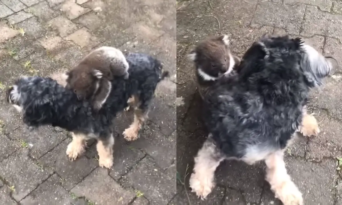 dog that looks like koala bear