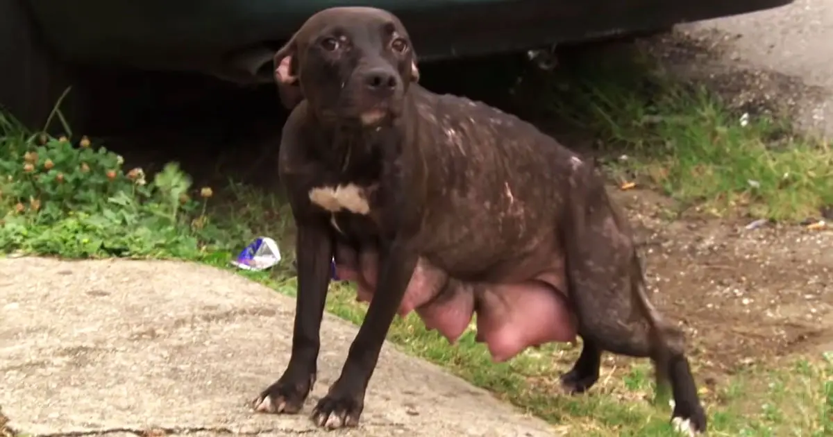 Cruel man separated mama dog from her litter. Then the emaciated mom