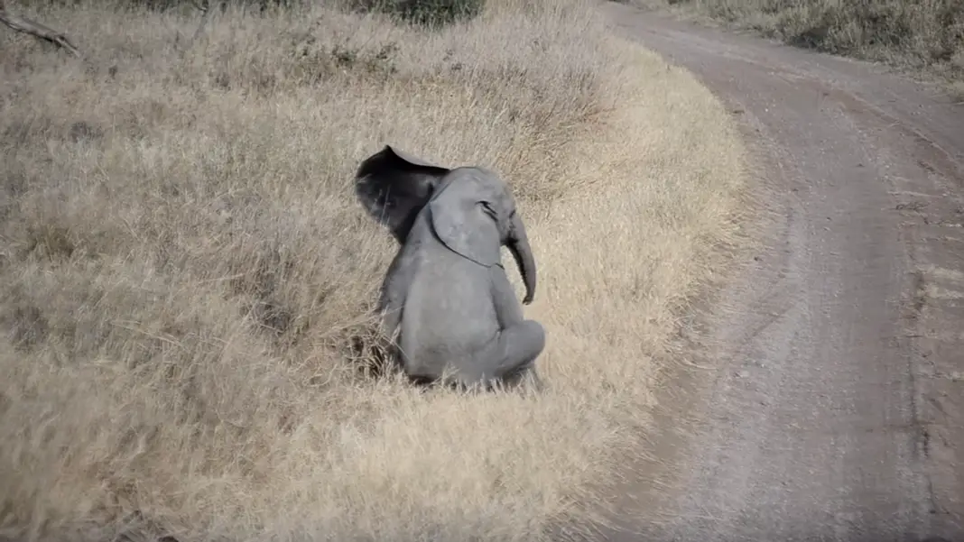 500lb Baby Elephant Throws Tantrum Infront of His Parents