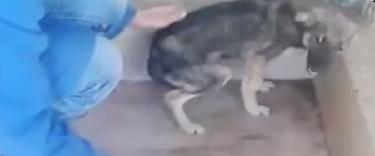 Every Time He's Touched, This Abused Dog Cries Out Of Fear