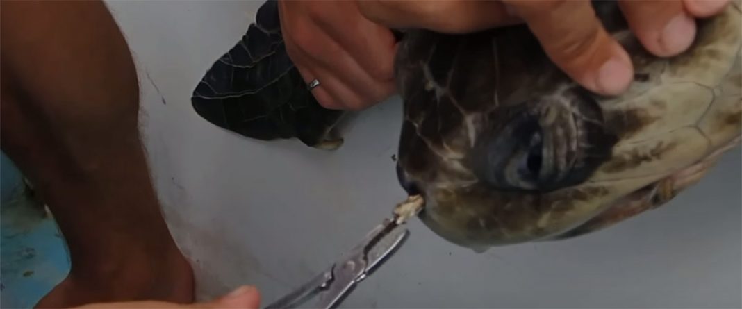 Sea turtle with a plastic straw up its nostril gets rescued before its ...