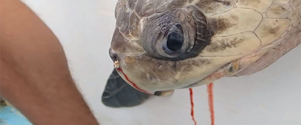 Sea turtle with a plastic straw up its nostril gets rescued before its ...