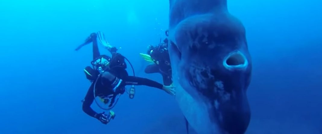 Divers Encounter A Sea Creature So Massive, It Could Inhale A Human Being