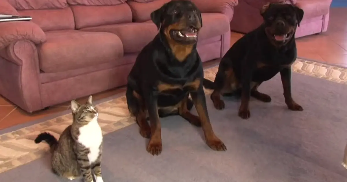 Dad Taught His Dogs A New Trick Now Pay Attention To The Cat