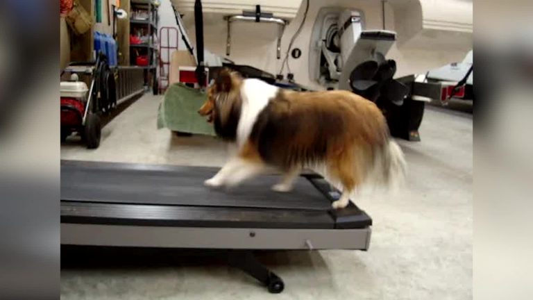 Mom Catches Her Dog Cheating On The Treadmill. Now Watch When He