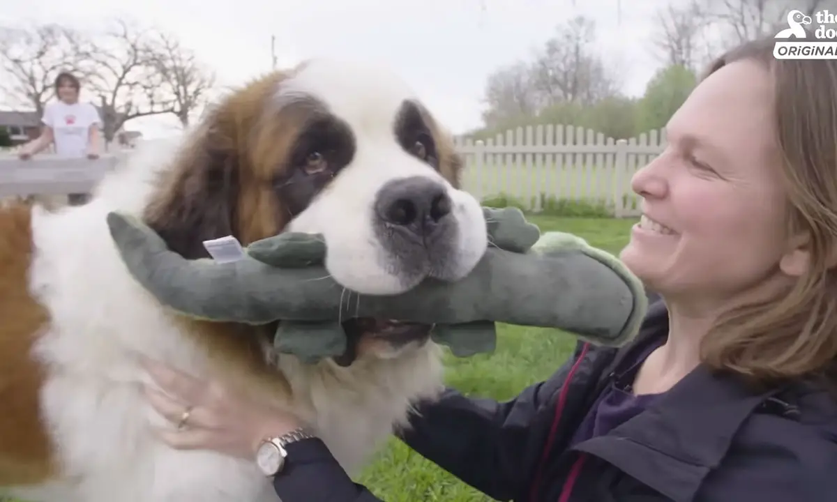 Neglected Dog Enters Home For The First Time, Cannot Stop Drinking