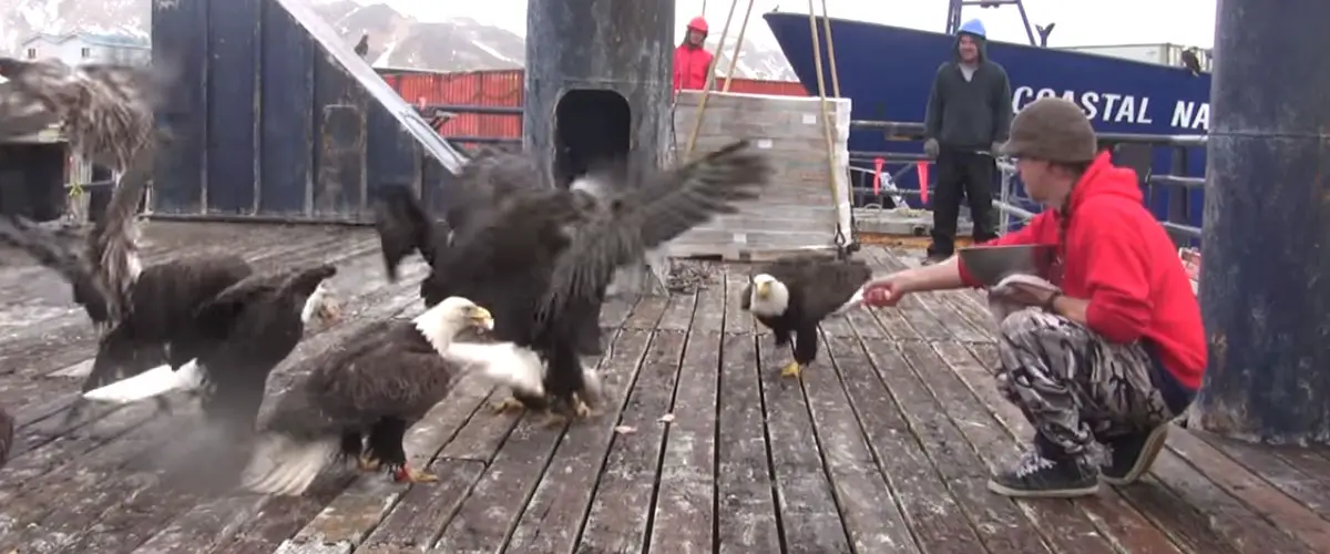 Fisherman Was Feeding A Flock Of Eagles, Then The Camera Pans Left