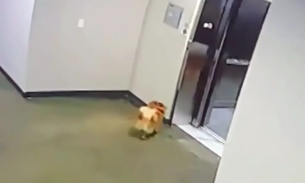 Video Shows Guy Rushing To Save Dog Whose Leash Got Trapped In Elevator