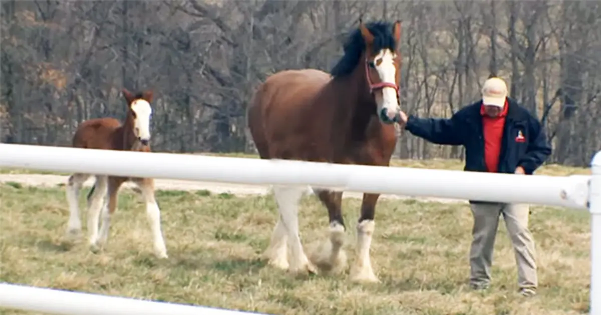 He Is In Charge Of Those Beautiful Clydesdales. Now Watch How He Takes