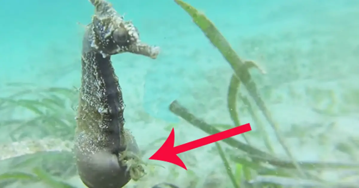 Divers Came Across A Pregnant Male Seahorse. But Watch When They Moved ...