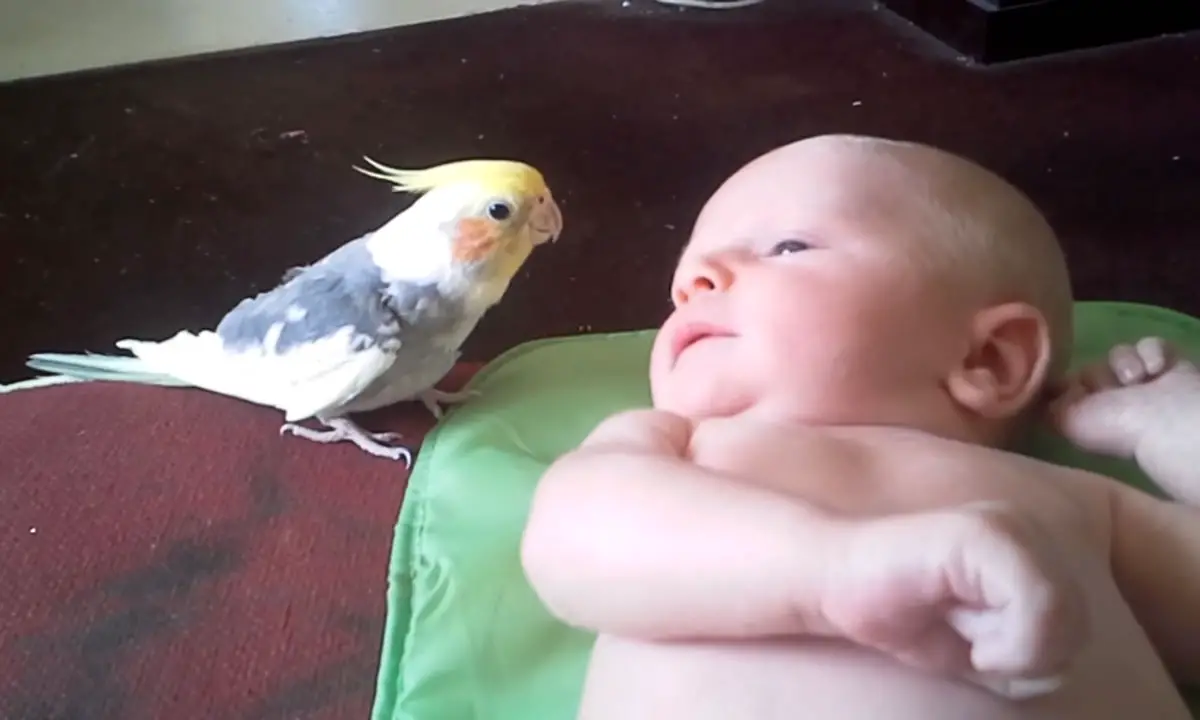 baby cockatiel