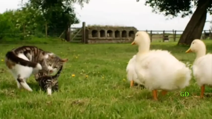 They Thought Cat Ate Their Ducklings but Got Surprised When They Zoomed in