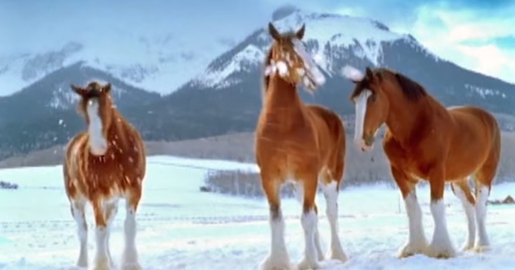 clydesdales-snowball