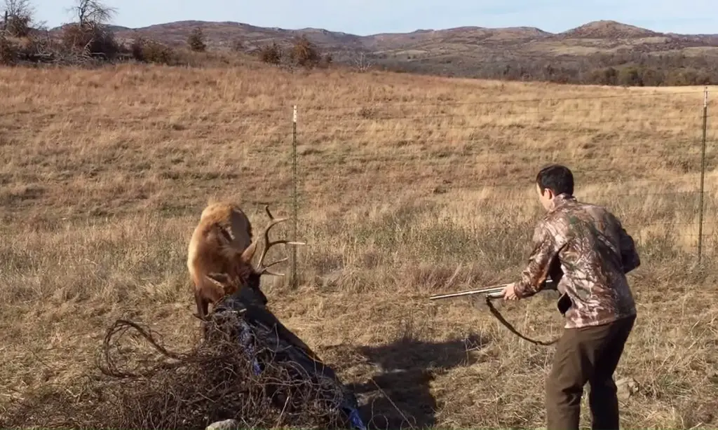 elk stuck in wire