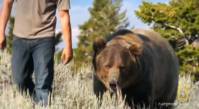 Six Years Ago, He Saved an Abandoned Grizzly Bear Cub, Their Reaction ...