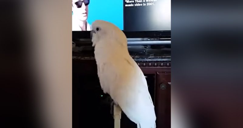 Cockatoo Has Never Heard “Uptown Funk