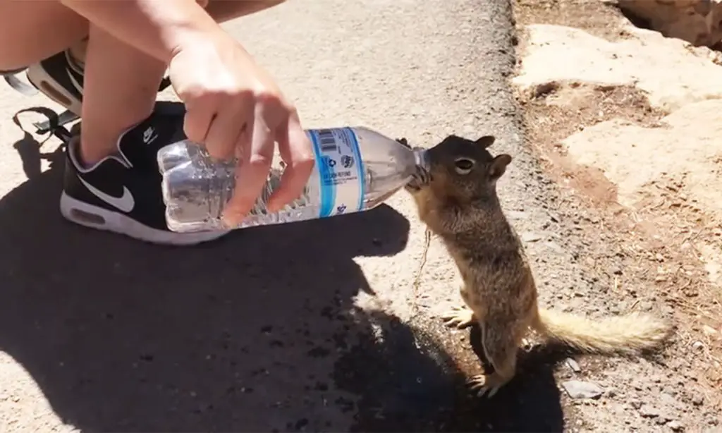 Thirsty Squirrel Was Dying in the Scorching Heat, Then Unexpected ...