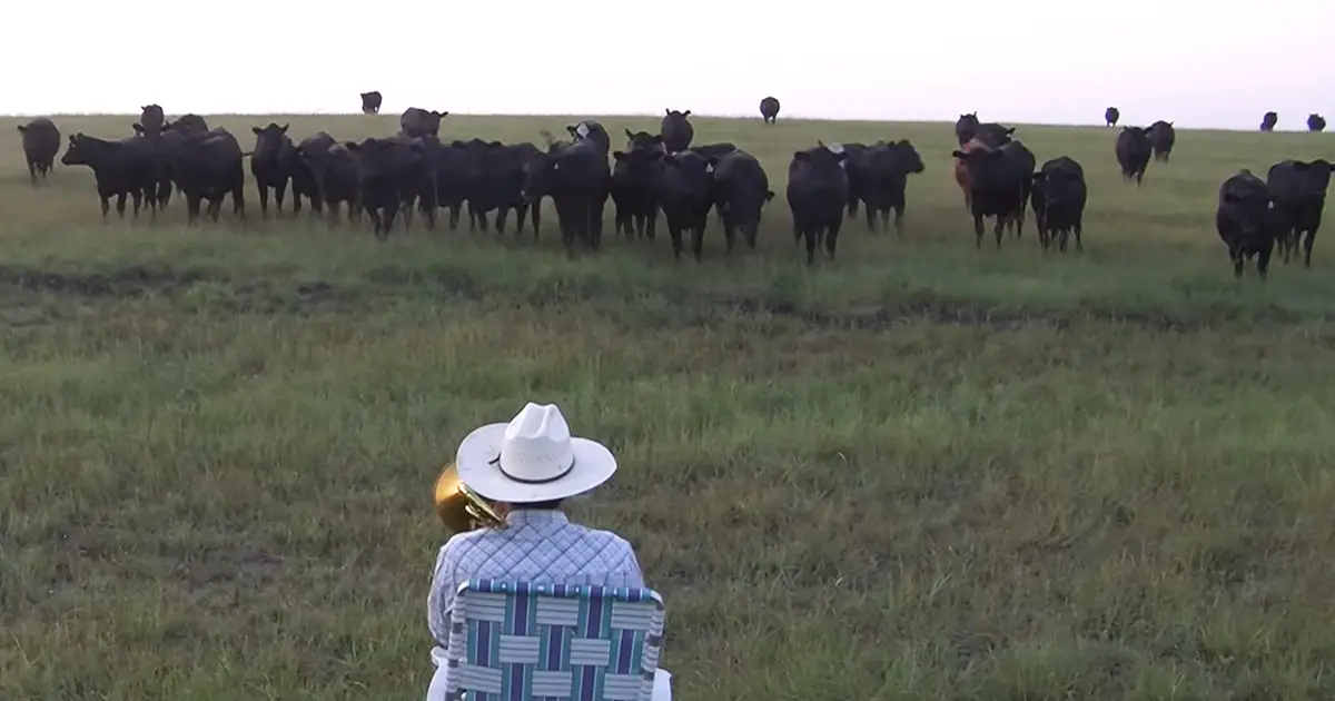 cows enjoying music