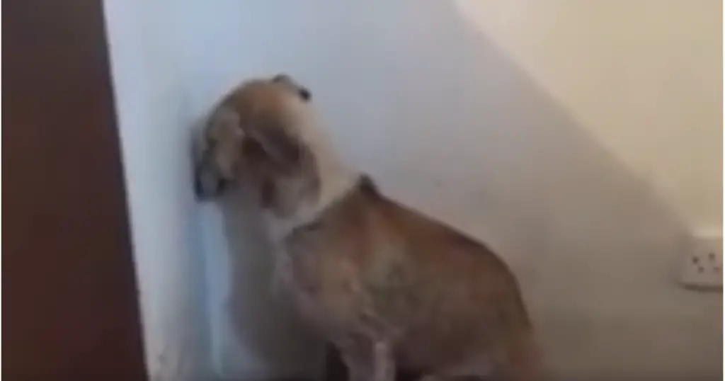 Traumatized Dog Facing Corner Makes Amazing Recovery in New Home