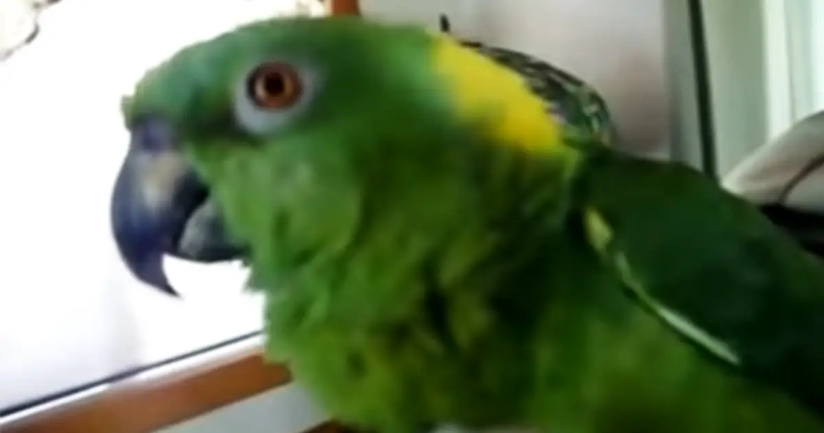 parrot-awesome-singer