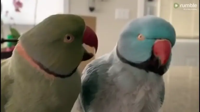 Parrots Reveal Household Secrets by Imitating Their Owner's Words