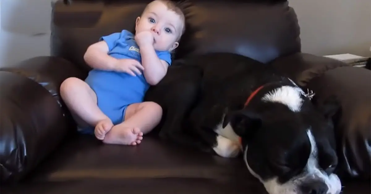 Baby Poops His Pants. Doggo's Hysterical Reaction Will Leave You in Splits