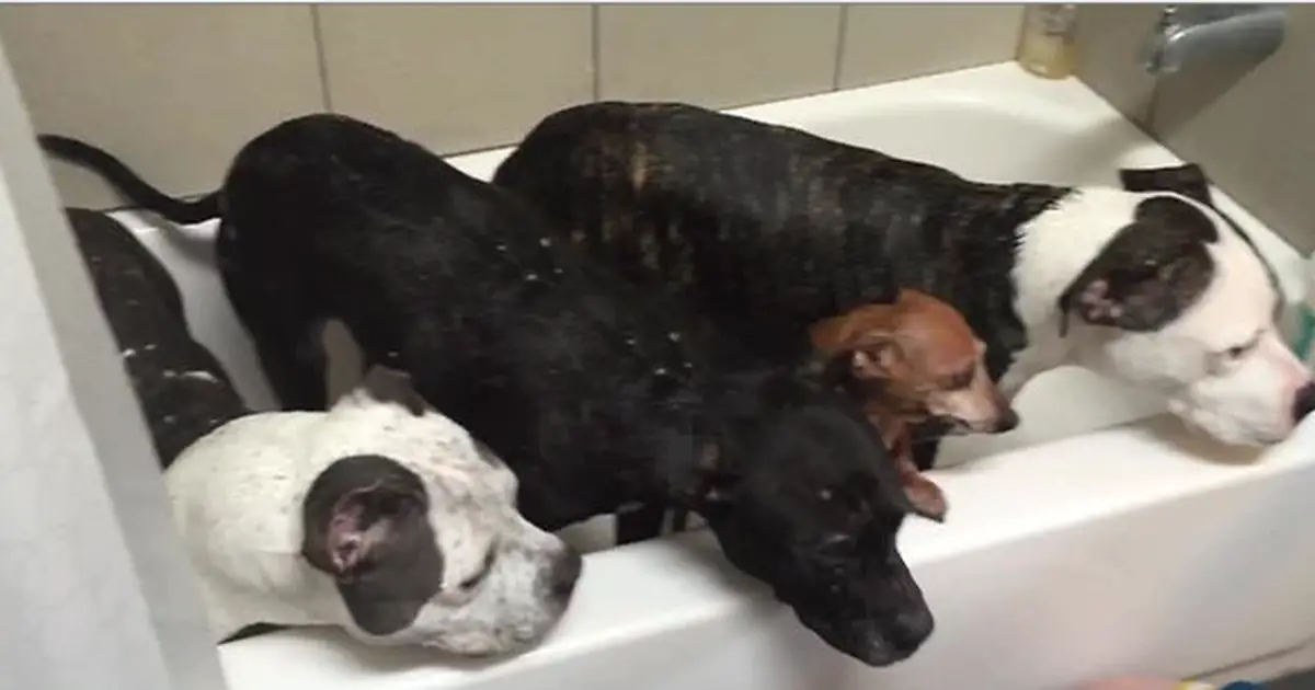 rescued-dogs-bath-time