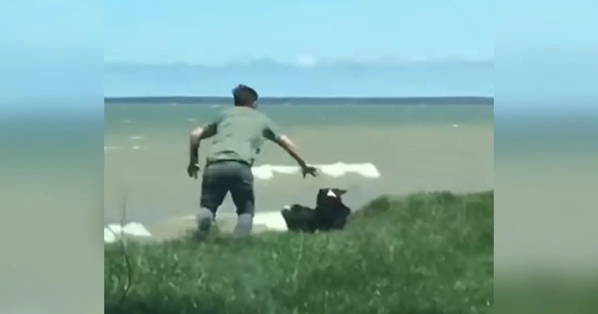 saving-dog-from-rolling-off-cliff