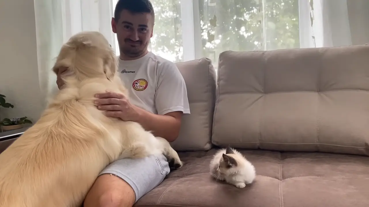 Golden Retriever Meets New Baby Kitten for the First Time! 1-24 screenshot