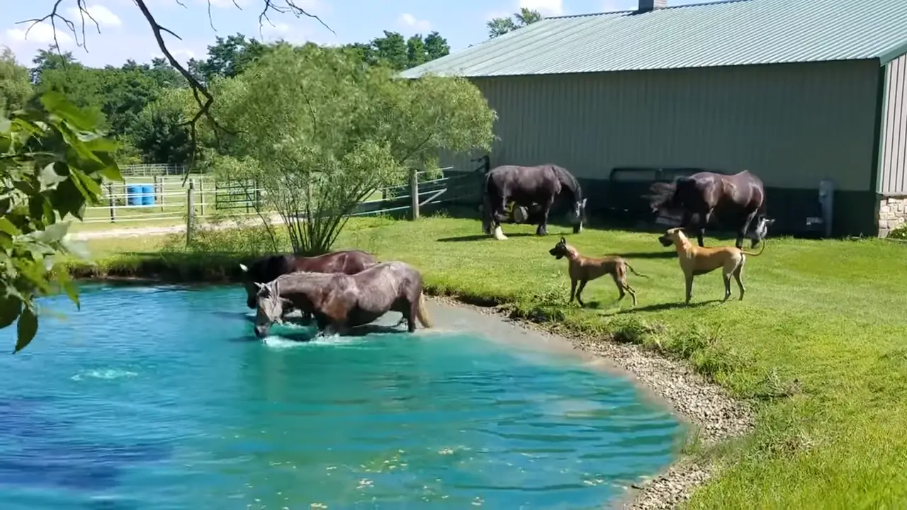 Great Danes captivated by water-splashing horses 0-0 screenshot