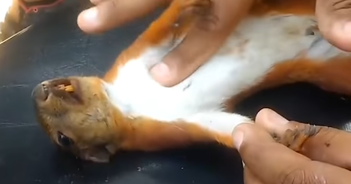 electrocuted-squirrel-gets-cpr