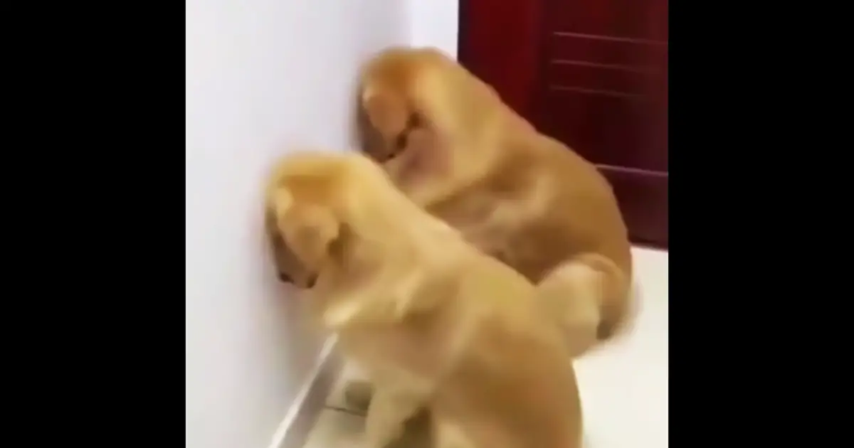 funny-guilty-doggos