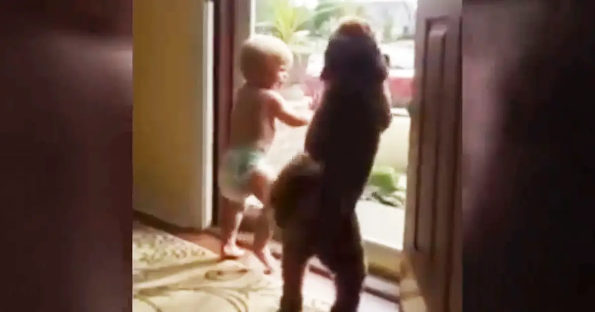 toddler-and-dog-reacts-on-dad