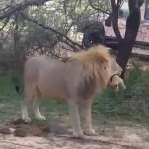 Man Takes a Close Shot of Male Lion Taking Care of His Tiny Cub and It ...