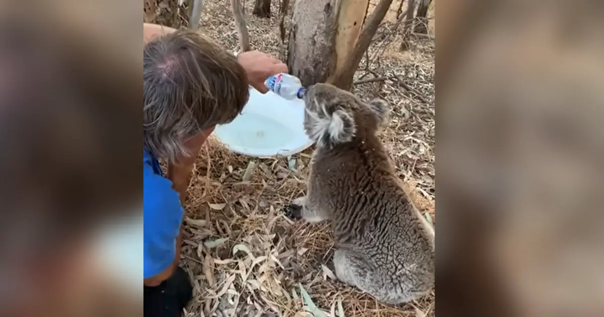 thirsty-koala-thanking-man