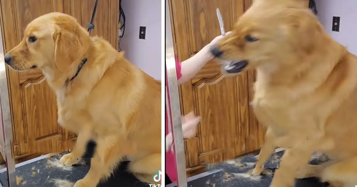 Calm Golden Retriever Suddenly Snaps at Groomer