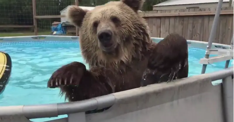 Man Records Brown Bear Playing in Pool, Ends Up Recording a Hilarious ...