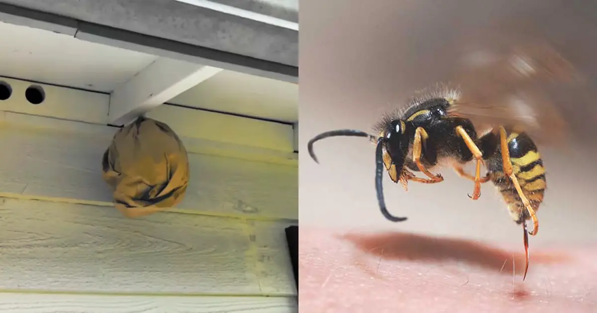 Man Shares Her Clever Method for Keeping Wasps Away and It's Genius