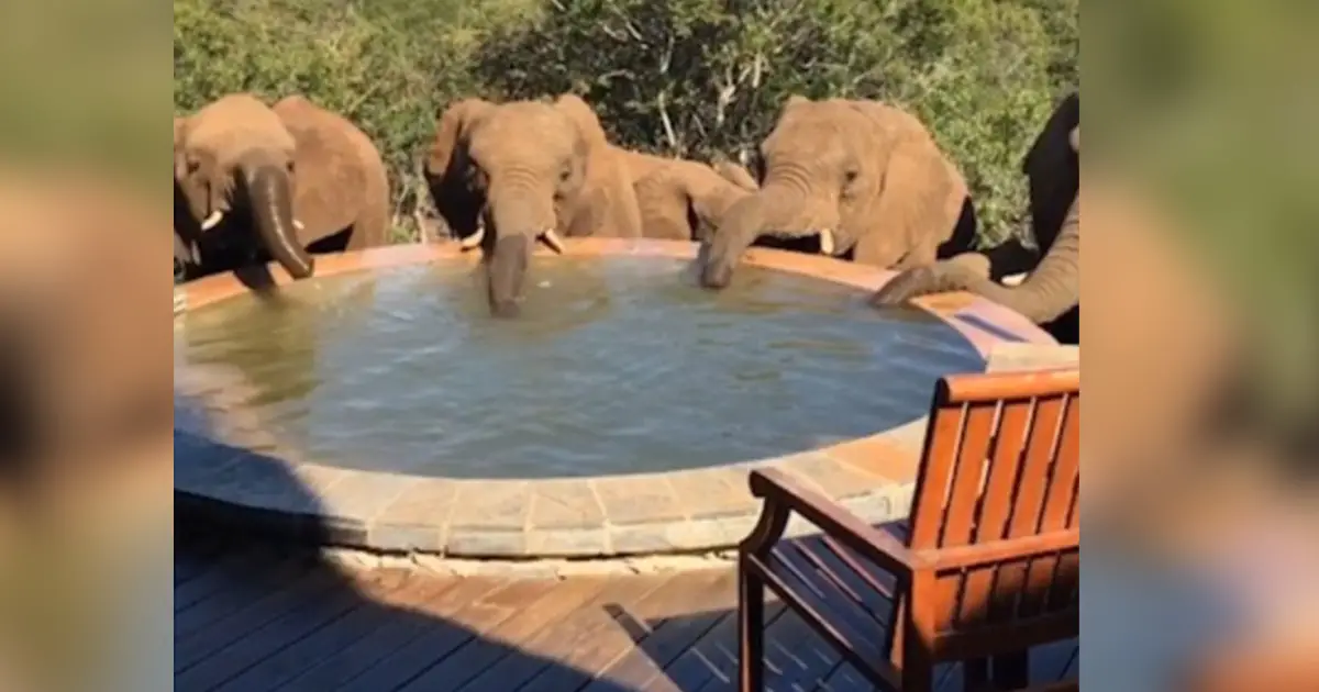 wild-elephants-drinking