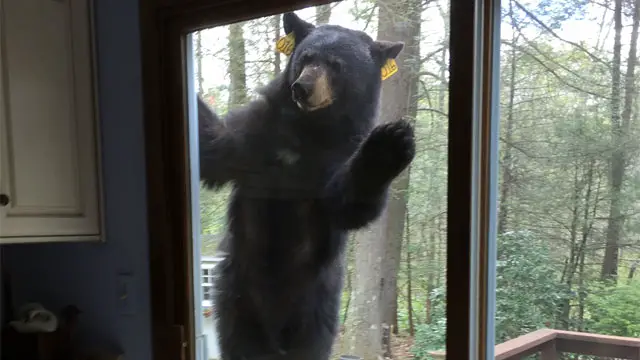 Bear browns porch