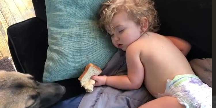 Dog Tries to Steal Sandwich From Sleeping Toddler