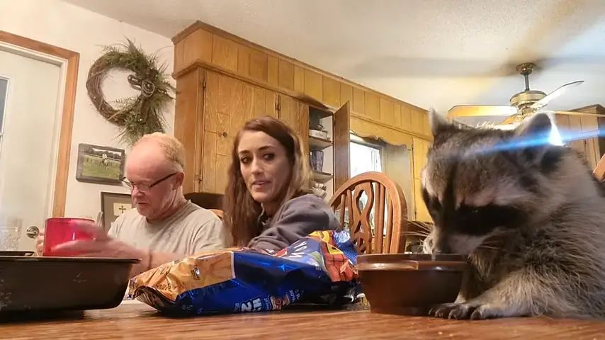 Raccoon Eats Crunchy Snacks