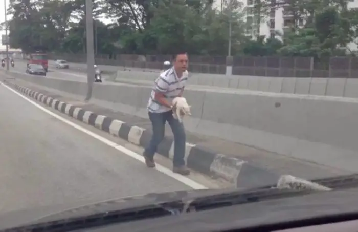 cat rescued on highway