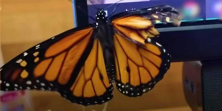 Butterfly wings broken