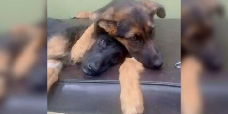 Puppy Hugs And Comforts
