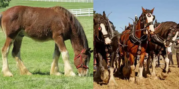 baby-clydesdale