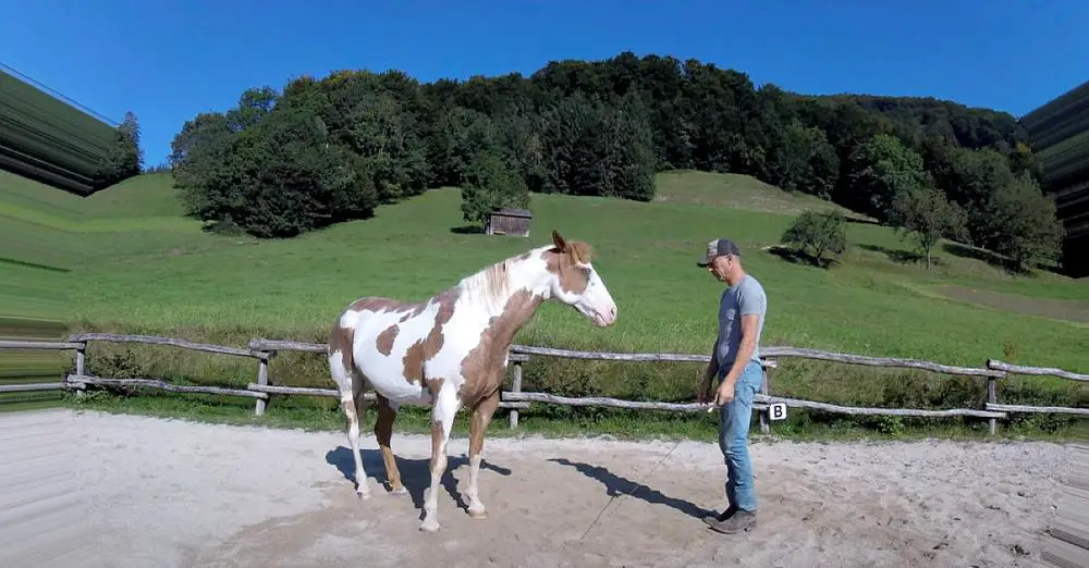 man dances with horse