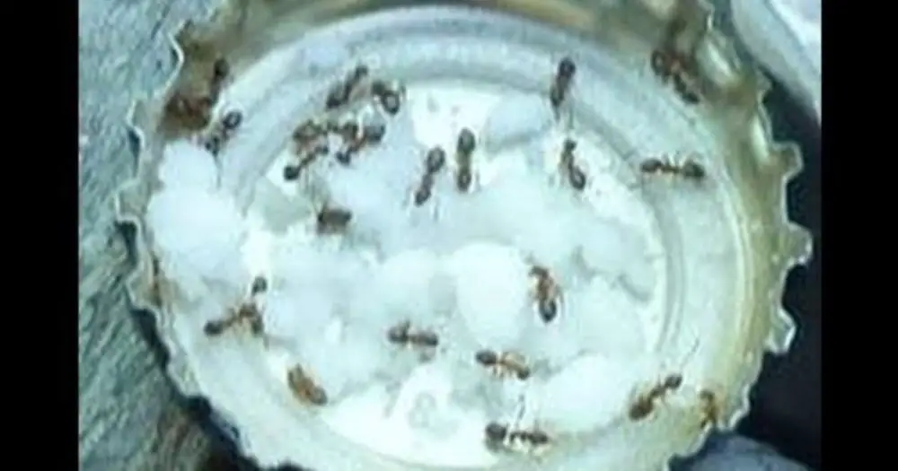 This Simple Mix Will Help You Get Rid Of Ants Quick   Get Rid Of Ants 