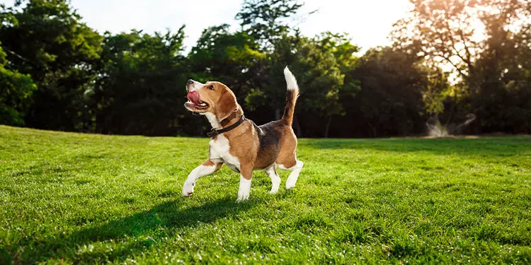 Funny happy beagle dog walking